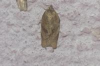 Cacoecimorpha pronubana