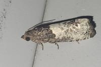 Notocelia roborana