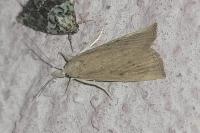 Calamotropha paludella