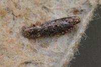 Scrobipalpa ocellatella