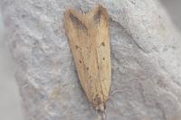 Dichomeris limosella