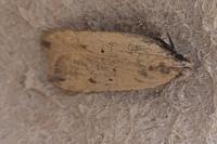 Dichomeris limosella