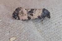 Cochylis atricapitana