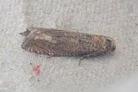 Eucosma