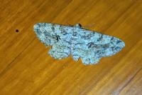 Peribatodes secundaria