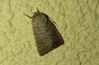Hoplodrina octogenaria/blanda