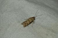 Homoeosoma sinuella