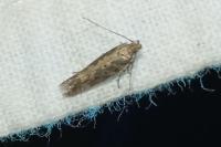 Scrobipalpa ocellatella
