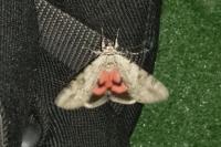 Catocala electa