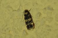 Oegoconia caradjai