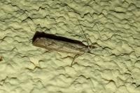 Agriphila geniculea