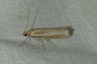 Agriphila