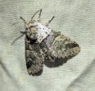 Furcula furcula