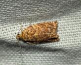 Gypsonoma minutana