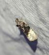 Apotomis betuletana