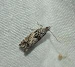 Epinotia nisella