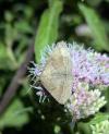 Polypogon plumigeralis
