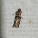 Sciota adelphella