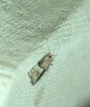 Gypsonoma aceriana
