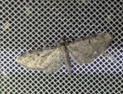 Eupithecia virgaureata