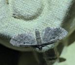 Eupithecia