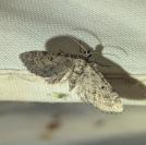 Eupithecia