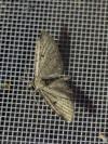 Eupithecia