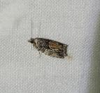 Epinotia nisella