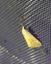 Eublemma ostrina