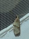 Clepsis spectrana