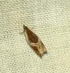 Ancylis unculana
