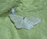 Scopula virgulata