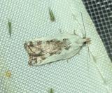 Acleris cristana