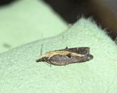 Acleris cristana