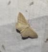 Scopula virgulata