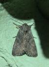 Lacanobia suasa