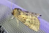 Tethea ocularis