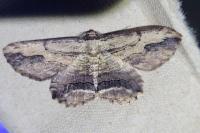 Menophra abruptaria