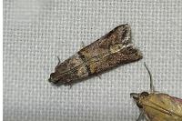 Acrobasis consociella