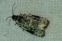 Apotomis lineana