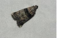 Sciota rhenella