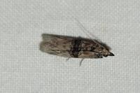 Nephopterix angustella