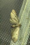 Eupithecia