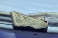 Helicoverpa armigera