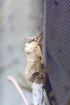 Clostera curtula