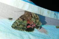 Catocala sponsa