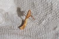 Caloptilia