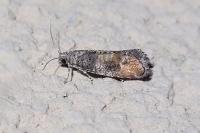 Clavigesta purdeyi