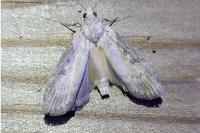 Lamoria anella