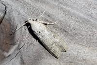 Lamoria anella